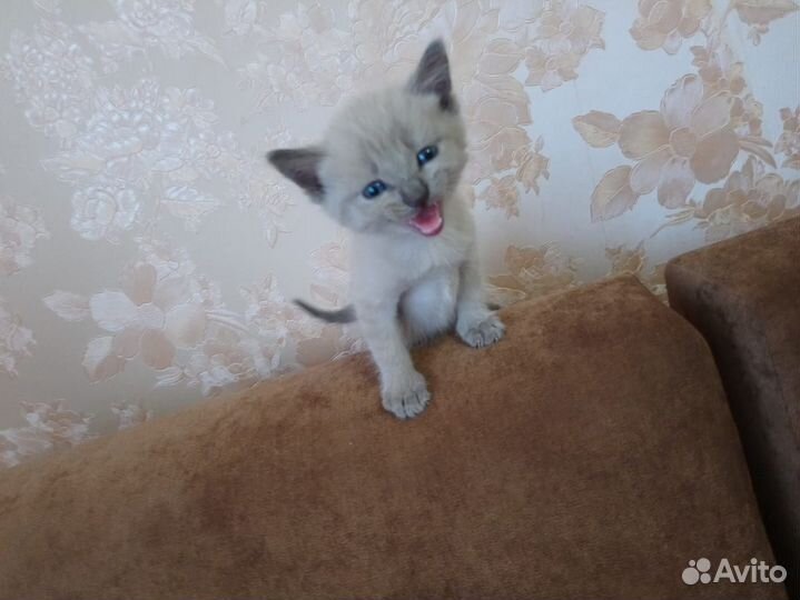 Котёнок Бантик ищет свой дом