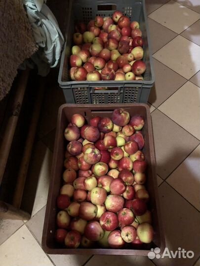 Яблоки слава победителям