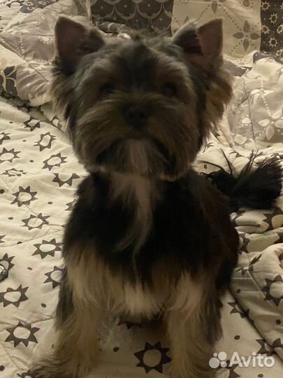 Мини йорк, с красивой мордочкой, курносым носиком