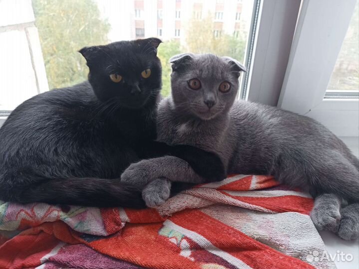 Шотландская