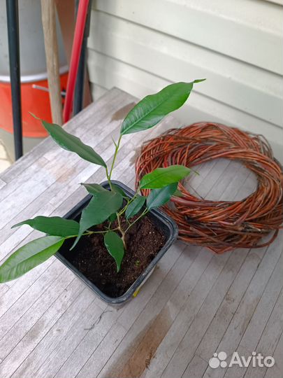 Фикус бенджамина