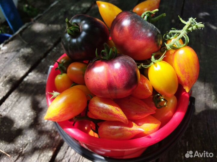 Семена коллекционных сортов томатов