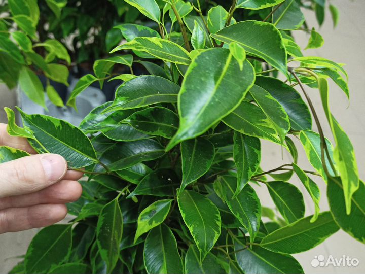 Фикус анастасия