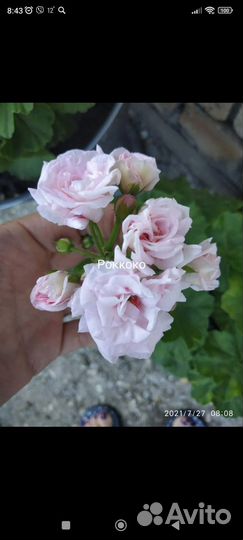 Пеларгония герань