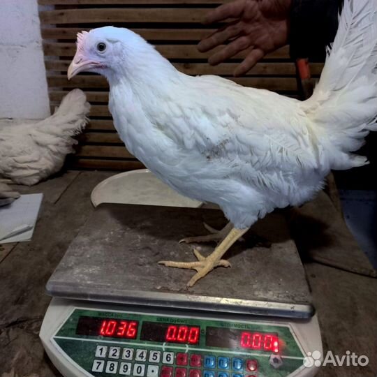 Куры молодки