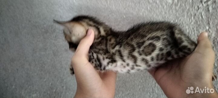 Бенгальская кошка