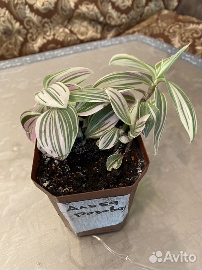 Традесканции