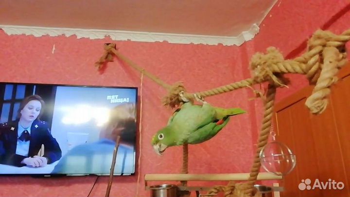 Попугай амазон с клеткой