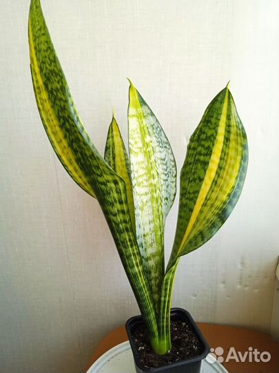 Сансевиерии разные