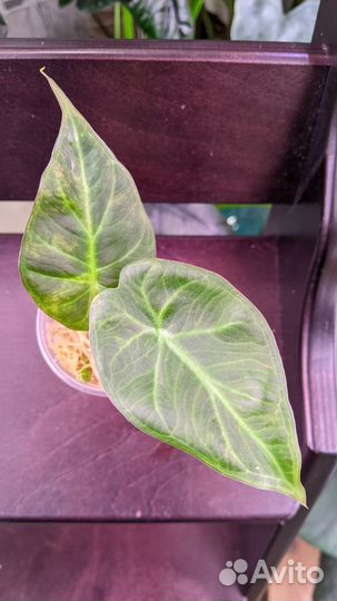 Алоказия регал шилдс вариегатная