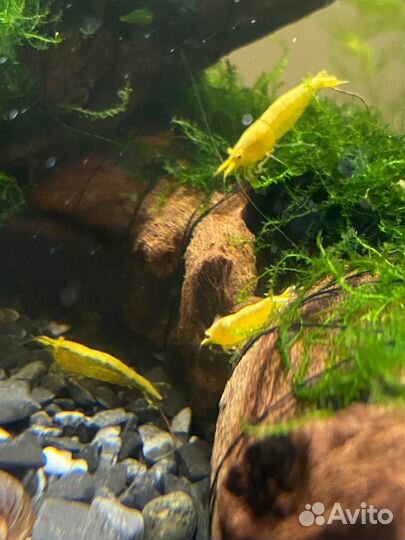 Креветки желтый неон