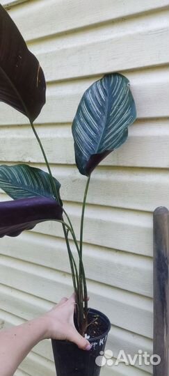Калатея Сандерина иМакоя, строманта триколор