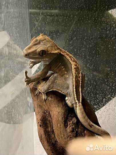 Реснитчатый бананоед самец