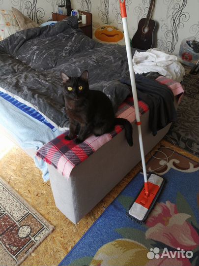 Вязка кошечки