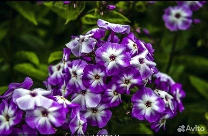 Флоксы/лиатрис/лилия