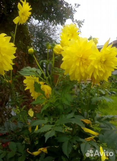 Папоротник, георгины