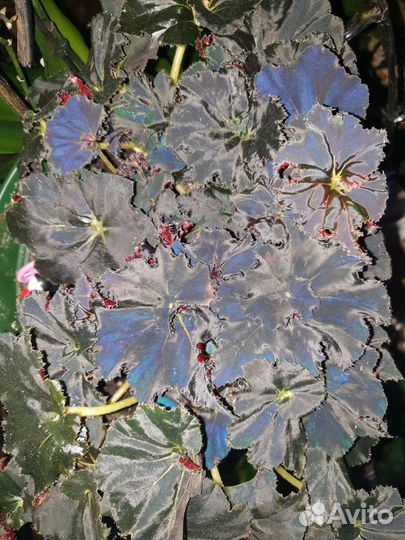 Бегония Черная Мамба