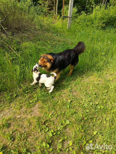 Собака метис