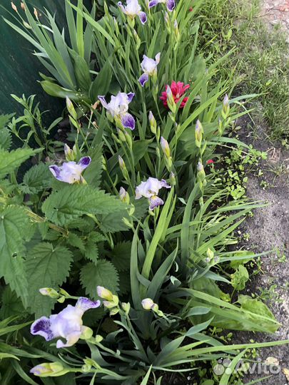 Цветы ирисы