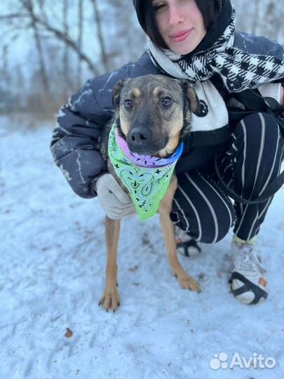 Собака в добрые руки