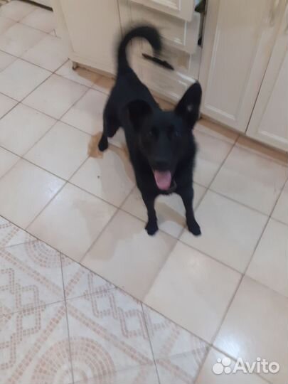 Отдам в добрые руки