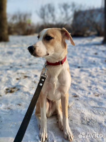 Очаровательный щенок Сэм в добрые руки