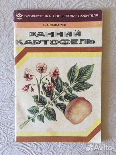 Ранний картофель Б.А. Писарев, как вырастить и защ