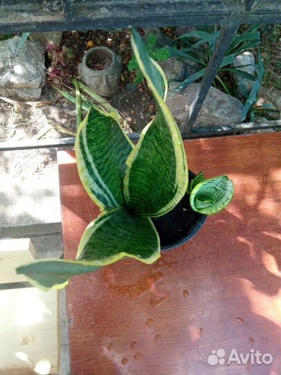 Сансевиерия Трехполосная (Тещин язык) с деткой