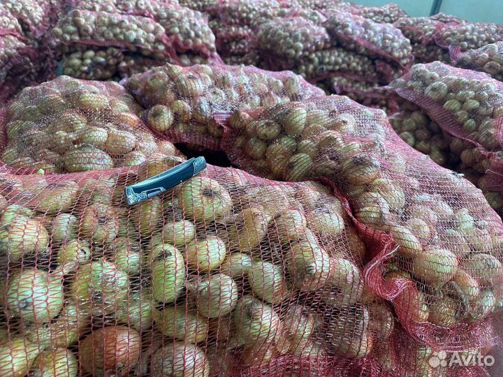 Лук на выгонку пера, Штутгарт (оптом)