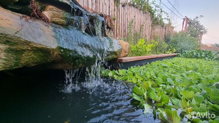 Пистия Водный гиацинт