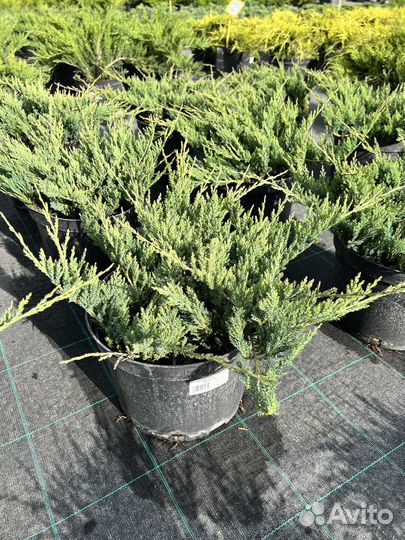 Можжевельник