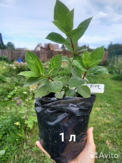 Гортензия метельчатая саженцы