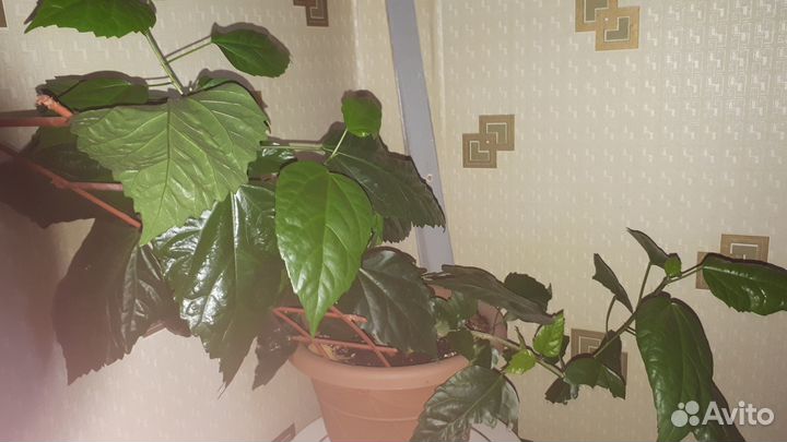 Роза комнатная домашняя