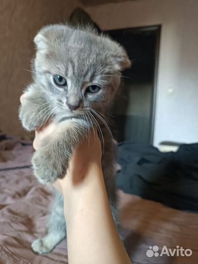 Британские вислоухие котята