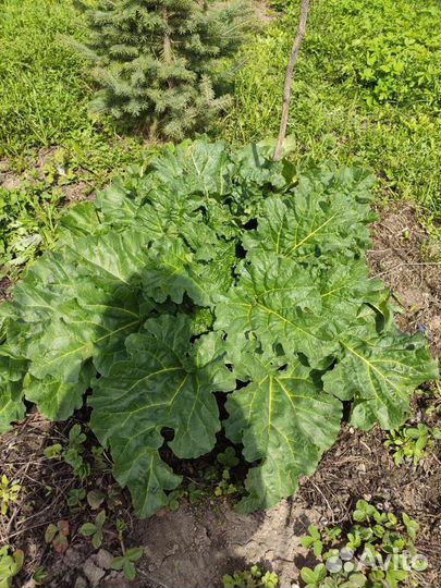 Ревень- корневище на отсадку