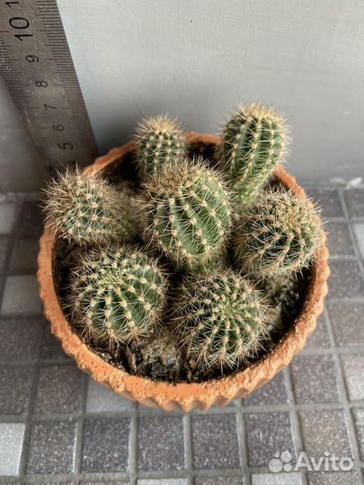 Кактусы и суккуленты