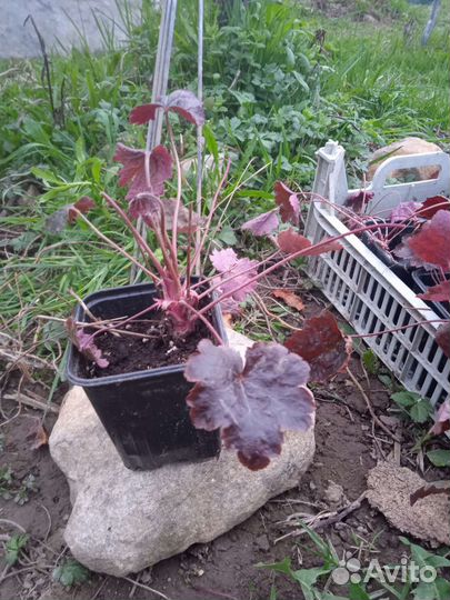 Гейхера бордовая цветет розовыми цветочками