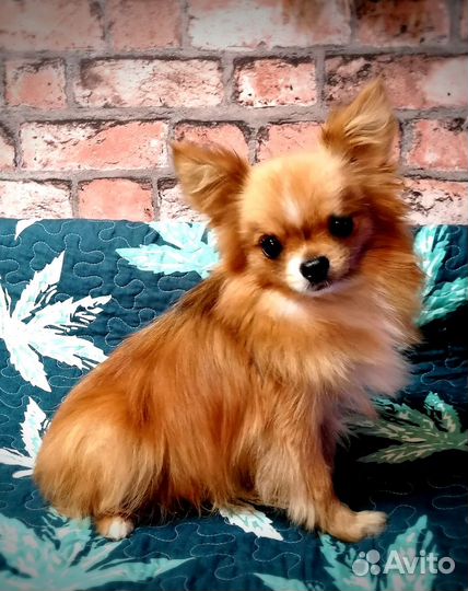 Вязка. Мелкий породный кобель приглашает невест