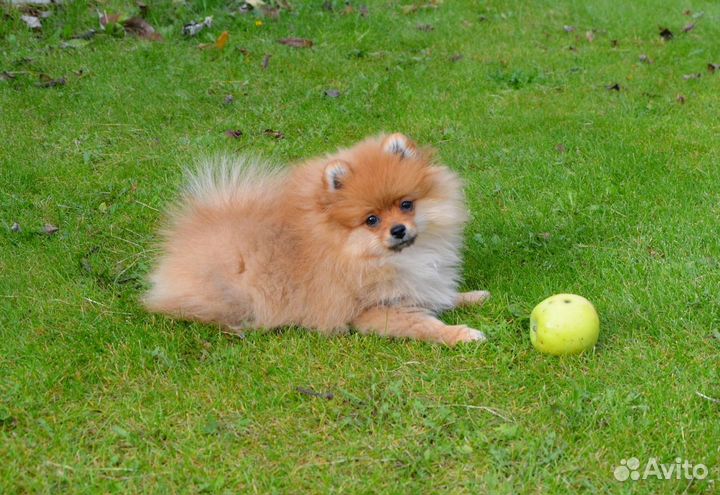 Пушистая лисичка