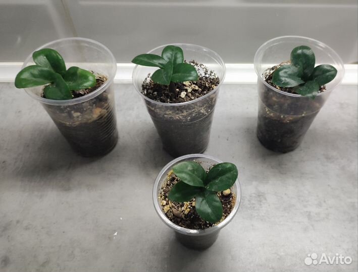 Замиокулькас зензи,драцена