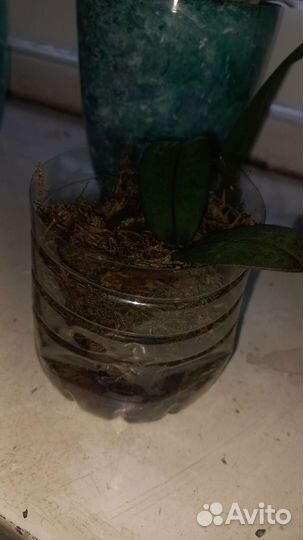 Орхидея фаленопсис детка