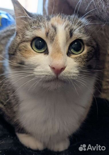 Кошка барыня