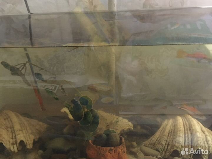 Аквариум на 50 литров с крышкой