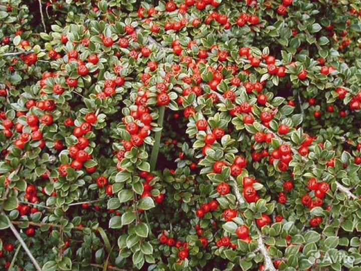 Кизильники, Жимолость вечнозеленые