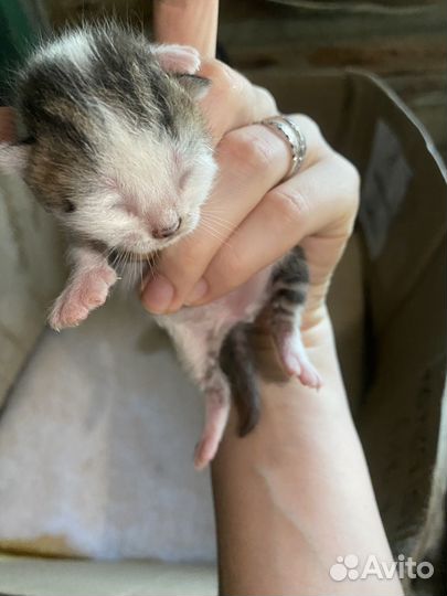 Котята в добрые руки бесплатно