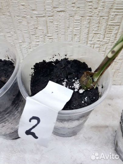 Монстера Альба