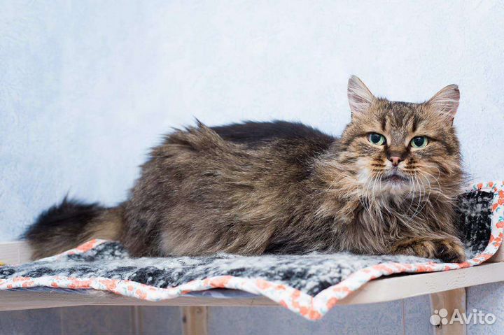 Кошка сибирская, ласковая в приюте