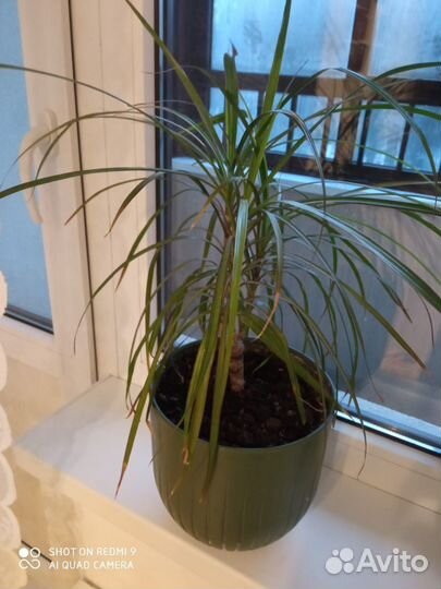 Пальма драцена