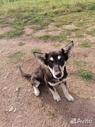 Отдам щенков в добрые руки