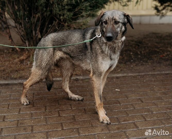 Спасите собаку из приюта